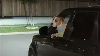 My Dog Stole My Car To Pupflix & Chill 