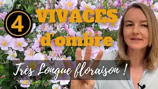 4 vivaces d'ombre à longue floraison