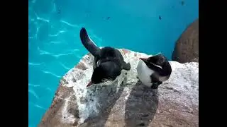ペンギンの子供　東山動物園(Дети пингвинов зоопарка Хигасияма)