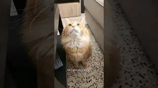 Do not boop the sacred snoot 😅 #cat #animals #catvideos #pet #cutecat #cute
