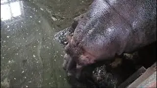 Большереченский зоопарк