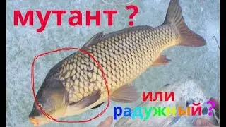 Родила царица в ночь не то сына, не то дочь...(А.С.Пушкин)