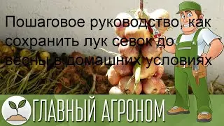 Пошаговое руководство, как сохранить лук севок до весны в домашних условиях
