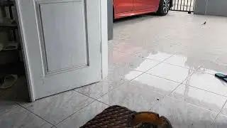 Prank Pijet Livestrm