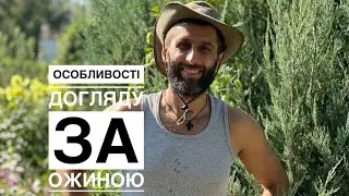 ЧИ ПОТРІБНО ОБРІЗАТИ ОСНОВНИЙ ПАГІН ЗАМІЩЕННЯ НА ОЖИНІ ВЛІТКУ?