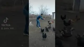 вот как надо кормить птиц