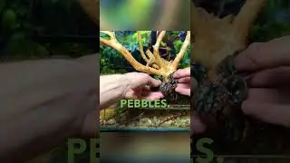 Building a Flowing River Paludarium!