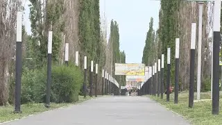 В Шадринске уберут аварийные пирамидальные тополя (2023-06-19)