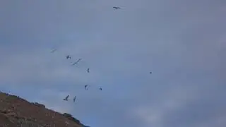 галку альбиноса преследуют собратья -грачи .the albino jackdaw is chased by rooks and jackdaws.