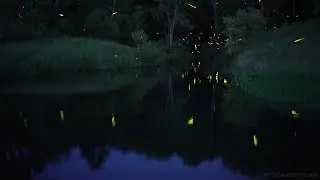 Relaxing Fireflies with Harp Music