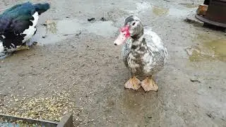 Продаю индоуток. Мускусные утки.