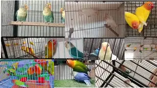 Lovebird Singing & Chirping Sounds - Green Fischer