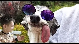 Прикольный пёс 🐶 | Patrik and Gubka bob