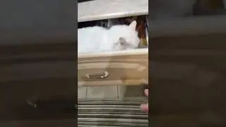 #котэ