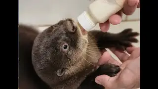 Moana, a lontra filhote