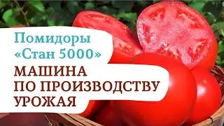Помидор 