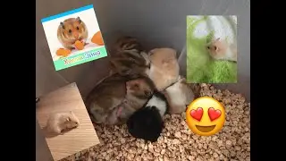 полезные советы для хомячат
