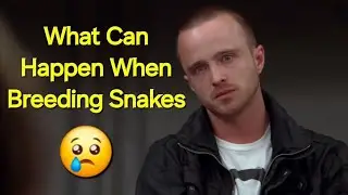 Breeding Snakes