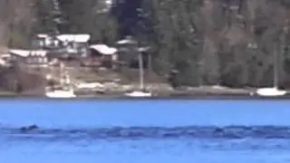 Nanaimo weather-share Feb 3 2014 "Pod of Dolphins" part 2