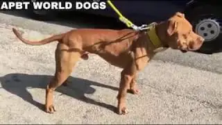 Ave, Caesar, morituri te salutant...