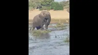 Elephant kills A Crocodile Badly - Squash Squad