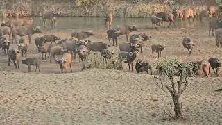 Buffalo herd on the river sand: First sighting of the day in Kruger Park. #buffalo #safari #nature
