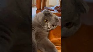 Капелька счастья! 😍 #shorts #kitten #cat