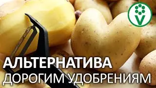 ВОТ ПОЧЕМУ НЕЛЬЗЯ ВЫБРАСЫВАТЬ КАРТОФЕЛЬНЫЕ ОЧИСТКИ! Используем вместо дорогих удобрений