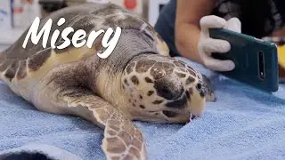 Misery non doveva morire - Centro Recupero Tartarughe Marine di Brancaleone