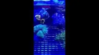 Premium Aquatics Oct 17 th coral fees