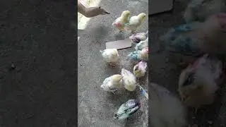 Ayam Warna Warni #shorts