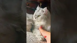 Кошачьи нежности 😀❤️