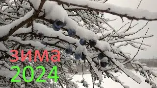 Зимние красоты 2024
