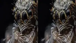 3D VR Mode Jumping Spider