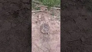 турбо черепашка
