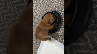 Chonk Frenchie cleaning the bowl