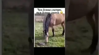 Лошадь напугалась черепаху 