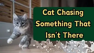 Why Does My Cat Chase Invisible Things?