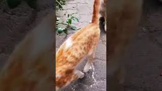 Kitten