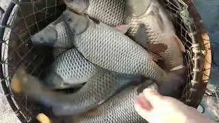 Baliq ovi #sazan  #baliqovi #fishing #baliq #fish #baliqovu #carpfishing #carplife #koi #carp