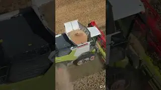 Wheat Harvest Claas Trion  #claas #wheat #combine #harvest #subscribe #shorts #farming #grain #drone