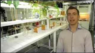 Сан Вей Витграсс состав продукта