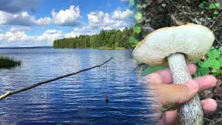 Самоловки на щуку. Грибы в лесу. Карелия