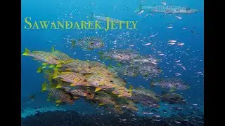 Sawandarek Jetty - Raja Ampat 2020