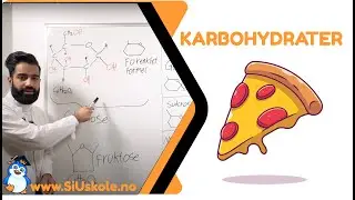 1. Karbohydrater | Naturfag Næringsstoffer