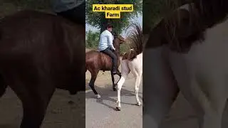 ac kharadi stud farm