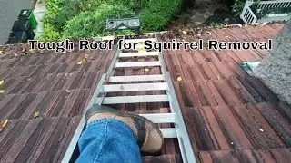 Tough Roof to Work On | Clay Tile Squirrel Repair & Removal