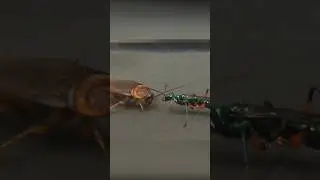 How the emerald wasp tame the cockroach