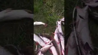 Иртыш д.Першино