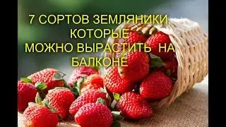7 СОРТОВ ЗЕМЛЯНИКИ, КОТОРЫЕ МОЖНО ВЫРАСТИТЬ ДАЖЕ НА БАЛКОНЕ